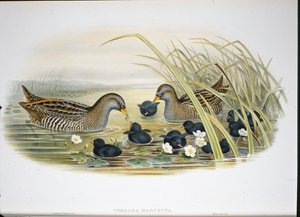 Kropka cętkowana (Porzana Maruetta) (lito ręcznie kolorowane) autorstwa John (after) Gould