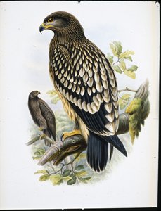 Orlik cętkowany (Aquila Naevia) (lito ręcznie kolorowane)