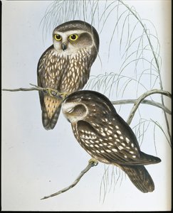 Sowa cętkowana (Athene Maculata) (lito ręcznie kolorowane) autorstwa John (after) Gould