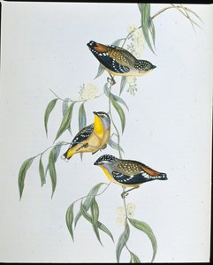 Pardalota cętkowana (Pardalotus Punctatus) (lito ręcznie kolorowane) autorstwa John (after) Gould