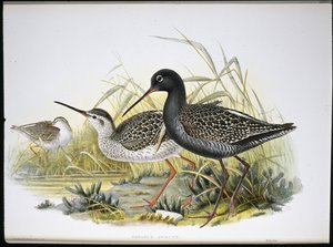 Krwawy krwawodziób (Totanus Fuscus) (ręcznie barwiony litho) autorstwa John (after) Gould