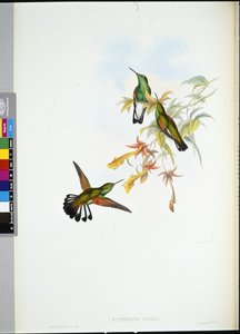 Koliber pręgowany (Eupherusa Eximia) (ręcznie barwiony litho) autorstwa John (after) Gould