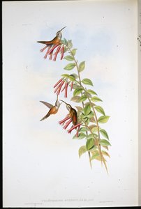 Pustelnik pręgowany (Phaethornis Stiigularis) (ręcznie barwiony lito) autorstwa John (after) Gould