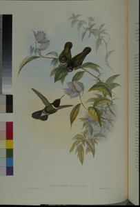 Anioł Słońca (Heliangelus Clarisse) (lito ręcznie kolorowane) autorstwa John (after) Gould