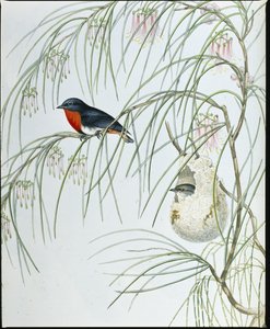 Swallow Dicaeum (figurki ręcznie kolorowane) autorstwa John (after) Gould