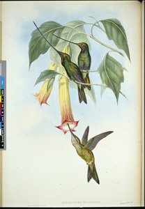 Dziób mieczowy (Docimastes Ensiferus) (ręcznie barwiony lito) autorstwa John (after) Gould