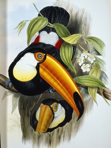 Toco Tukan (Ramphastos Toco) (lito ręcznie kolorowane)