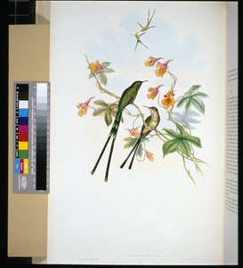 Woźnica pociągu (lesbia eucharis) (lito ręcznie kolorowane) autorstwa John (after) Gould