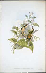 Pustelnik niosący pociąg (Phaethornis Syrmatophorus) (ręcznie barwiony lito) autorstwa John (after) Gould