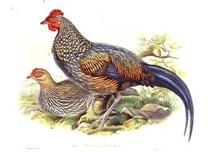 Dwa azjatyckie bażanty (Gallus Sonneratii) rytowane przez artystę i Williama Harta (1823-1894) (lito) autorstwa John (after) Gould
