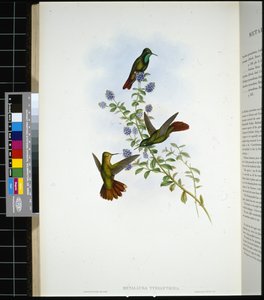Ogon Tyryjczyka (metallura Tyrianthina) (ręcznie barwiony litho) autorstwa John (after) Gould