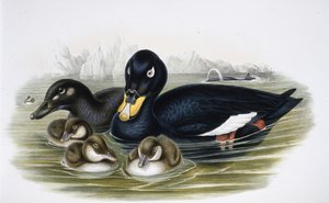 Hulajnoga aksamitna (oidemla fusca) (ręcznie kolorowana litho) autorstwa John (after) Gould