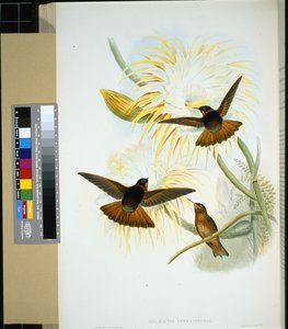 Wenezuelska Stenura (panychlora stenura) i (panychlora Russata) (ręcznie barwiona litho) autorstwa John (after) Gould