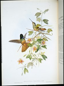 Fioletowogardła Gwiazda-Frontlet (Helianthea Violifera) (ręcznie barwiona lito) autorstwa John (after) Gould