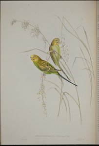 Papuga świstaka (Melopsittacus Undulatus ) (ręcznie barwiona lito) autorstwa John (after) Gould