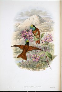Koliber Warszewicza Tęcza (Diphlogaena Aurora) (lito ręcznie kolorowane) autorstwa John (after) Gould