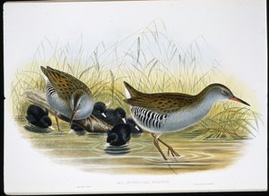 Szyna wodna (Rallus Aquaticus) (lito ręcznie kolorowane) autorstwa John (after) Gould