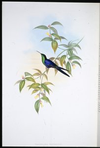 Nimfa leśna Watertona (Thalurania Watertoni) (ręcznie barwiona lito) autorstwa John (after) Gould