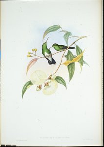 Szmaragd białobrzuchy (Thaumatias Albiventris) (ręcznie barwiony litho) autorstwa John (after) Gould