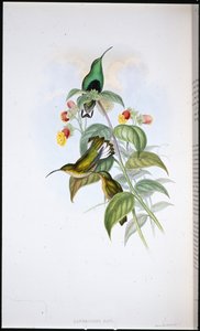 Biała aksamitna pierś (Lafresnaya Gayi) (ręcznie kolorowana litho) autorstwa John (after) Gould
