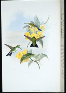 Szmaragd białogardły (Thaumatias Leucogaster) (ręcznie barwiony lito) autorstwa John (after) Gould