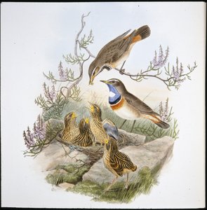 Białogardły Bluebreast (Cyanecula Leucocyana) (ręcznie barwiony litho) autorstwa John (after) Gould
