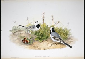 Pliszka biała (Motacilla Alba) (lito ręcznie kolorowane) autorstwa John (after) Gould