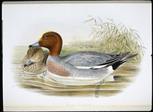 Widgeon (Mareca Penelope) (lito ręcznie kolorowane) autorstwa John (after) Gould