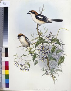 Dzierzba leśna (Enneoctonus Rufus) (ręcznie barwiony litho) autorstwa John (after) Gould