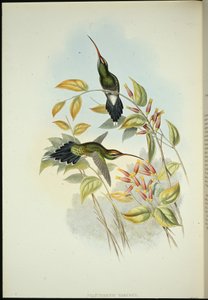 Yarquian Hermit (Phaerthornis Yarugui) (ręcznie barwiony litho) autorstwa John (after) Gould