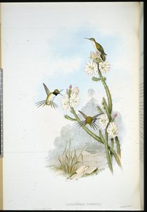 Rakieta Yarrella (Calothorax yarrelli) (ręcznie kolorowana litho) autorstwa John (after) Gould