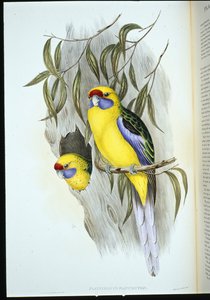 aleksandretta żółtobrzucha (platycercus flaviventris) (ręcznie barwiona litho) autorstwa John (after) Gould