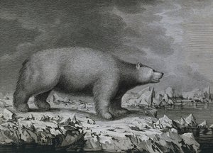 Niedźwiedź polarny, grawer Petera Mazela wg rysunku Johna Webbera (1750-1793) wykonany podczas trzeciej podróży Jamesa Cooka