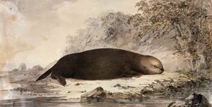 Wydra morska, grawer wg rysunku Johna Webbera (1750-1793) wykonany podczas trzeciej podróży Jamesa Cooka