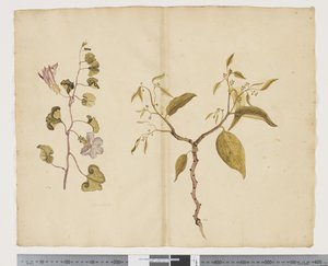 F.13 Ipomea Pes, koza; Celtis paniculata, ok. 1790-95 (akwarela i tusz na papierze)