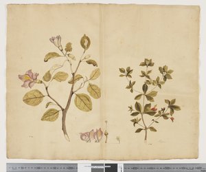 F.15 Lagunaria Patersonia; Alyxia gynopogon, c.1790-95 (akwarela i tusz na papierze)