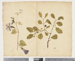 F.24 Ipomoea congesta; Elaeodendron curtipendulum, c.1790-95 (akwarela i tusz na papierze)