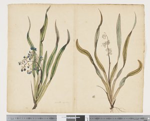 F.29 Dianella intermedia, ok. 1790-95 (akwarela i tusz na papierze)