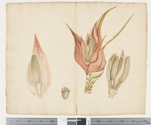 F.33 Freycinetia baueriana, ok. 1790-95 (tusz i akwarela na papierze)