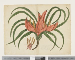 F.36 Freycinetia baueriana, c.1790-95 (akwarela i tusz na papierze)