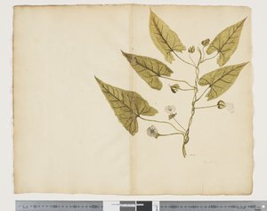 F.7 Calystegia affinis, c.1790-95 (akwarela i tusz na papierze)