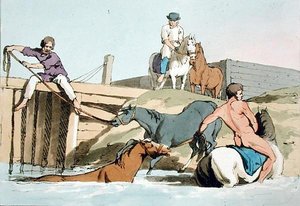 Konie w kąpieliskach, sztychowane przez artystę, wydane 1803 (kolor lito) autorstwa John Augustus Atkinson