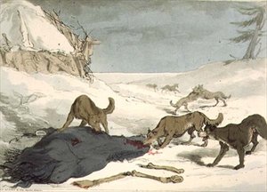 Polowanie na wilka, tablica 74 z tomu III „Maniery, obyczaje i zabawy Rosjan”, rytowana przez artystę, wyd. 1804 (akwatinta) autorstwa John Augustus Atkinson
