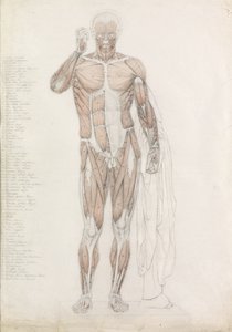 Studium anatomiczne: muskulatura człowieka w kontrapoście autorstwa John Bathe