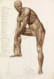 Studium anatomiczne: muskulatura człowieka w pozie Praksytelesa „Hermes zapina sandał” autorstwa John Bathe