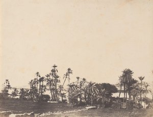 Studium palm, brzegi Nilu, Kalabschi, 1853-54.