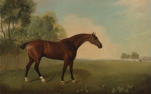 Gniady koń na polu, 1778