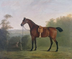Łowca zatok w krajobrazie