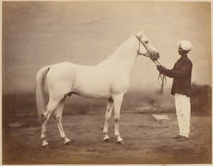 Koń generała porucznika Sir Fredericka Sleigha Robertsa, „Vonolel”, ok. 1885 r.