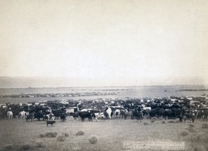 Kowboje wypasający bydło, Dakota Południowa ok. 1890 (zdjęcie czarno-białe)